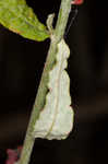 Heartsepal buckwheat